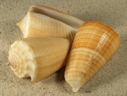 Conus sulcatus - Conidae
