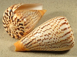 Conus suratensis - Conidae