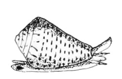 Conus taeniatus - Conidae