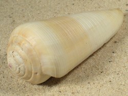 Conus terebra - Conidae