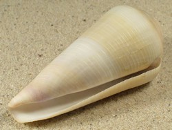 Conus terebra - Conidae