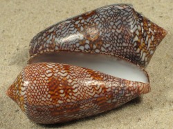 Conus textile - Conidae