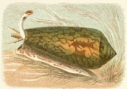 Conus textile - Conidae