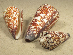 Conus thalassiarchus - Conidae