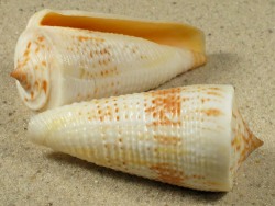 Conus tribblei - Conidae