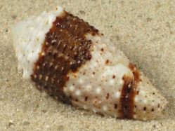 Conus varius - Conidae