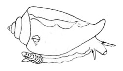 Conus ventricosus - Conidae