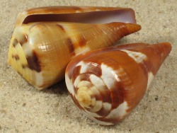 Conus vexillum - Conidae