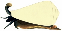 Conus vexillum - Conidae