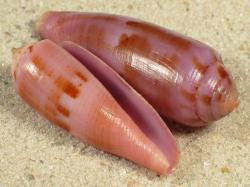 Conus viola - Conidae