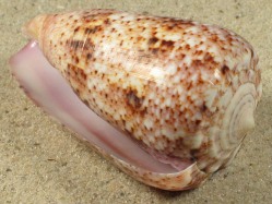 Conus zeylanicus - Conidae