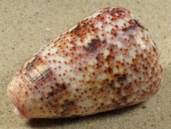 Conus zeylanicus - Conidae