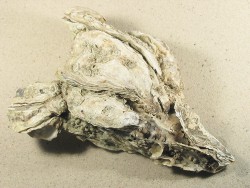 Crassostrea gigas - Ostreidae