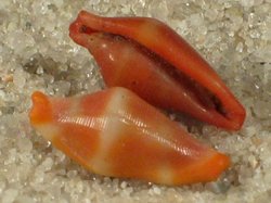 Crenavolva striatula - Ovulidae