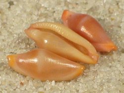 Crenavolva tinctura - Ovulidae