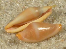 Crenavolva trailli - Ovulidae
