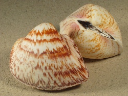 Cucullaea labiata - Cucullaeidae