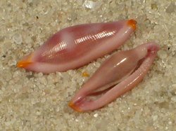 Cuspivolva formosa - Ovulidae