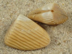 Donax madagascariensis  - Donacidae