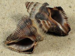 Ergalatax crassulnata - Muricidae