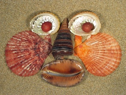 Mimachlamys crassicostata - Pectinidae