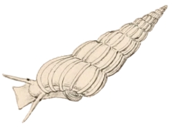 Gyroscala lamellosa - Epitoniidae