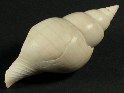 Fasciolaria evergladensis - Fasciolariidae