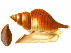 Fasciolaria tulipa - Fasciolariidae