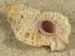Favartia minatauros - Muricidae