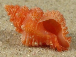 Favartia salmonea - Muricidae