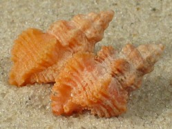 Favartia salmonea - Muricidae