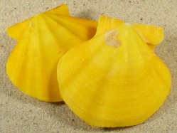 Flexopecten glaber - Pectinidae