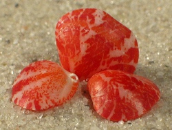 Frenulina sanguinolenta - Frenulinidae