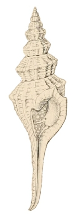 Fusinus colus - Fasciolariidae