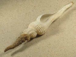 Fusinus meyeri - Fasciolariidae