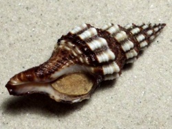 Aptyxis syracusanus - Fasciolariidae