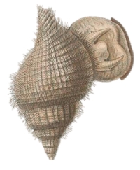 Fusitriton magellanicus murrayi - Ranellidae