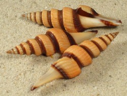 Fusiturris similis - Turridae