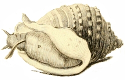 Galeodea echinophora - Cassidae