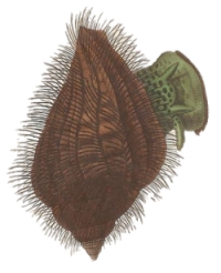 Gelagna succincta - Ranellidae
