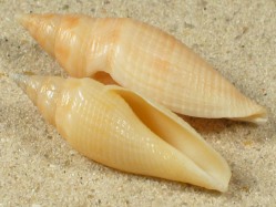 Genota mitriformis - Borsoniidae