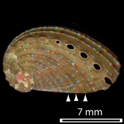 Haliotis asinina - Haliotidae
