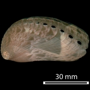 Haliotis asinina - Haliotidae