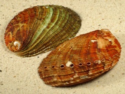 Haliotis diversicolor squamata - Haliotidae