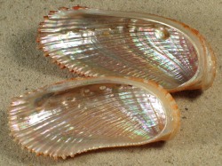 Haliotis elegans - Haliotidae