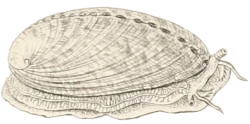 Haliotis glabra - Haliotidae