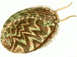 Haliotis tuberculata - Haliotidae