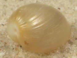 Haminoea navicula - Haminoeidae
