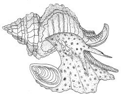 Hexaplex trunculus - Muricidae