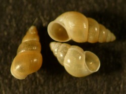 Hydrobia acuta - Hydrobiidae